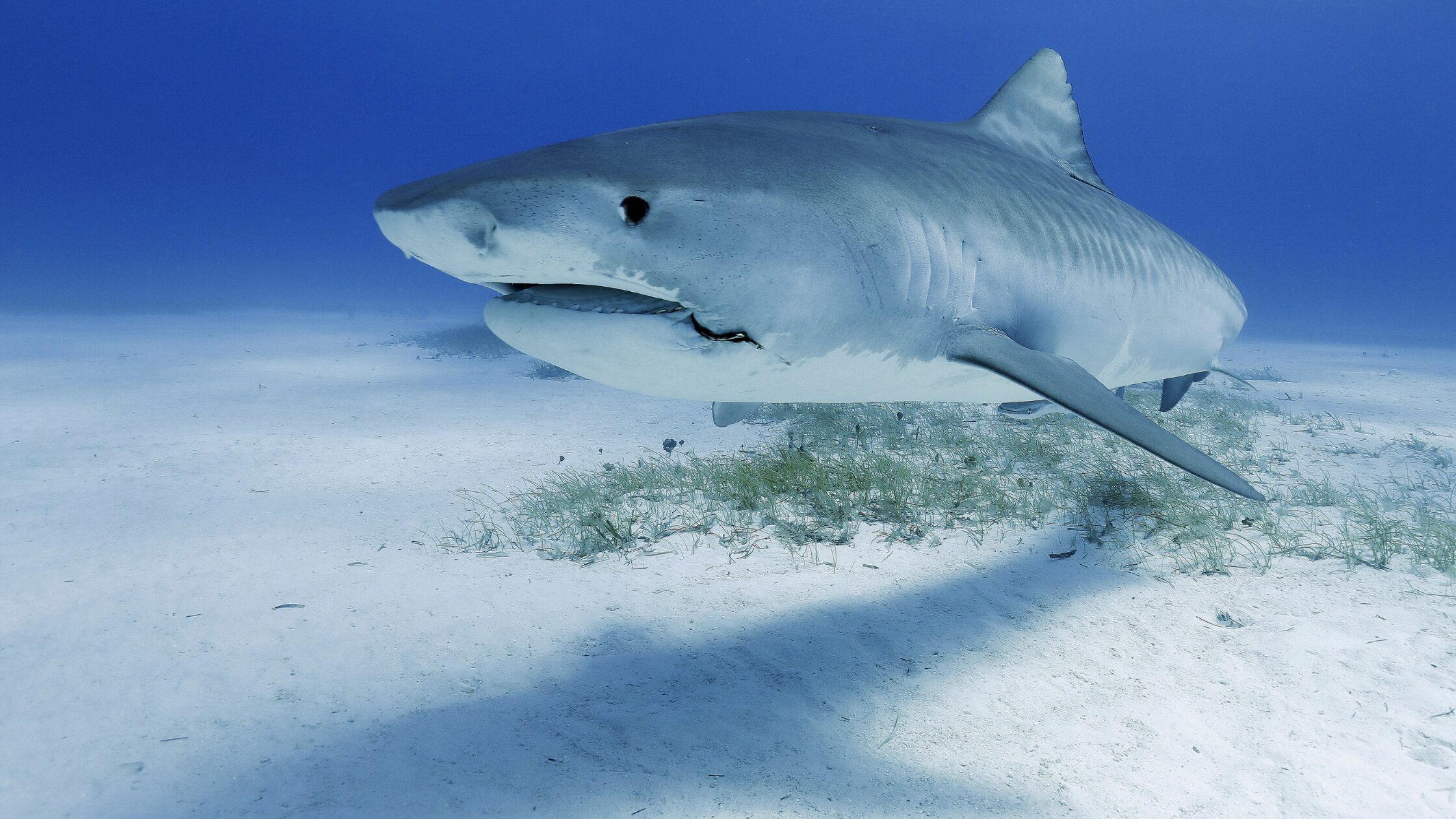 Fiji Sharks