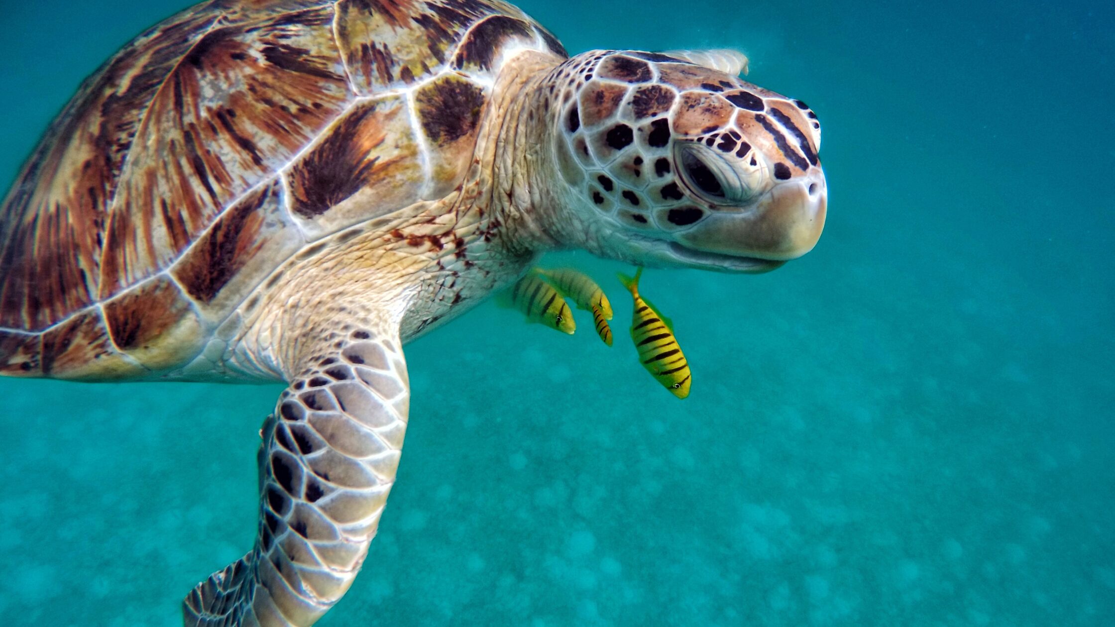 Swim with Turtles Fiji