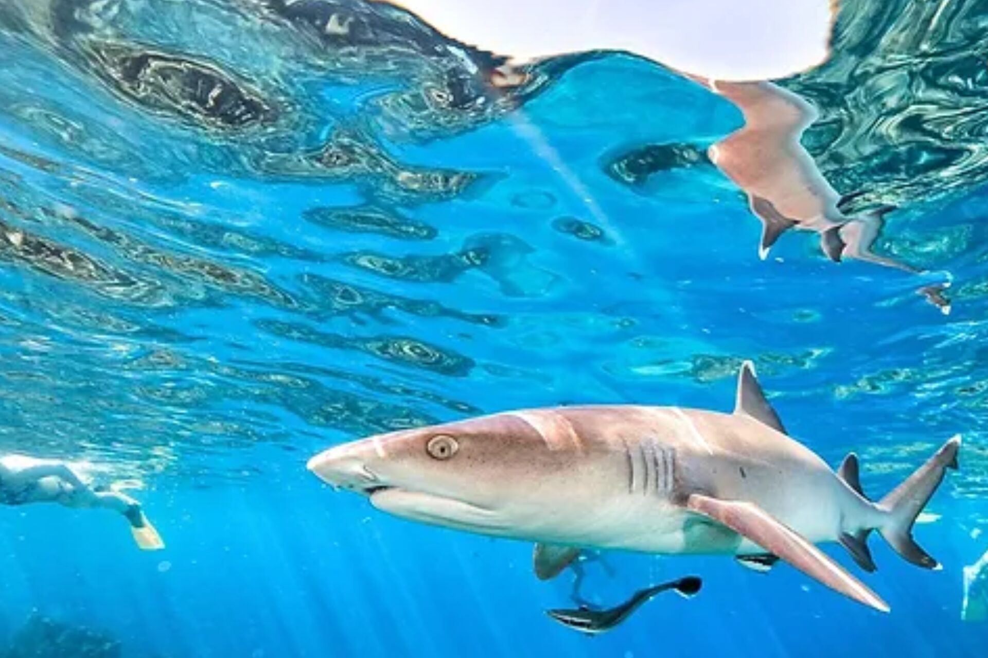 Barefoot Kuata Island Resort in Fiji is Famous for Sharks
